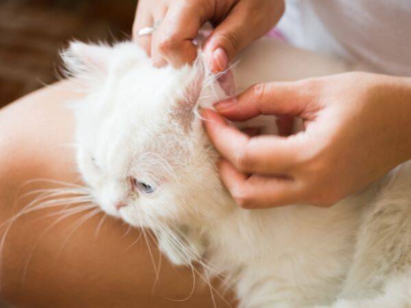 Jak zadbać o higienę kota – poradnik dla właścicieli
