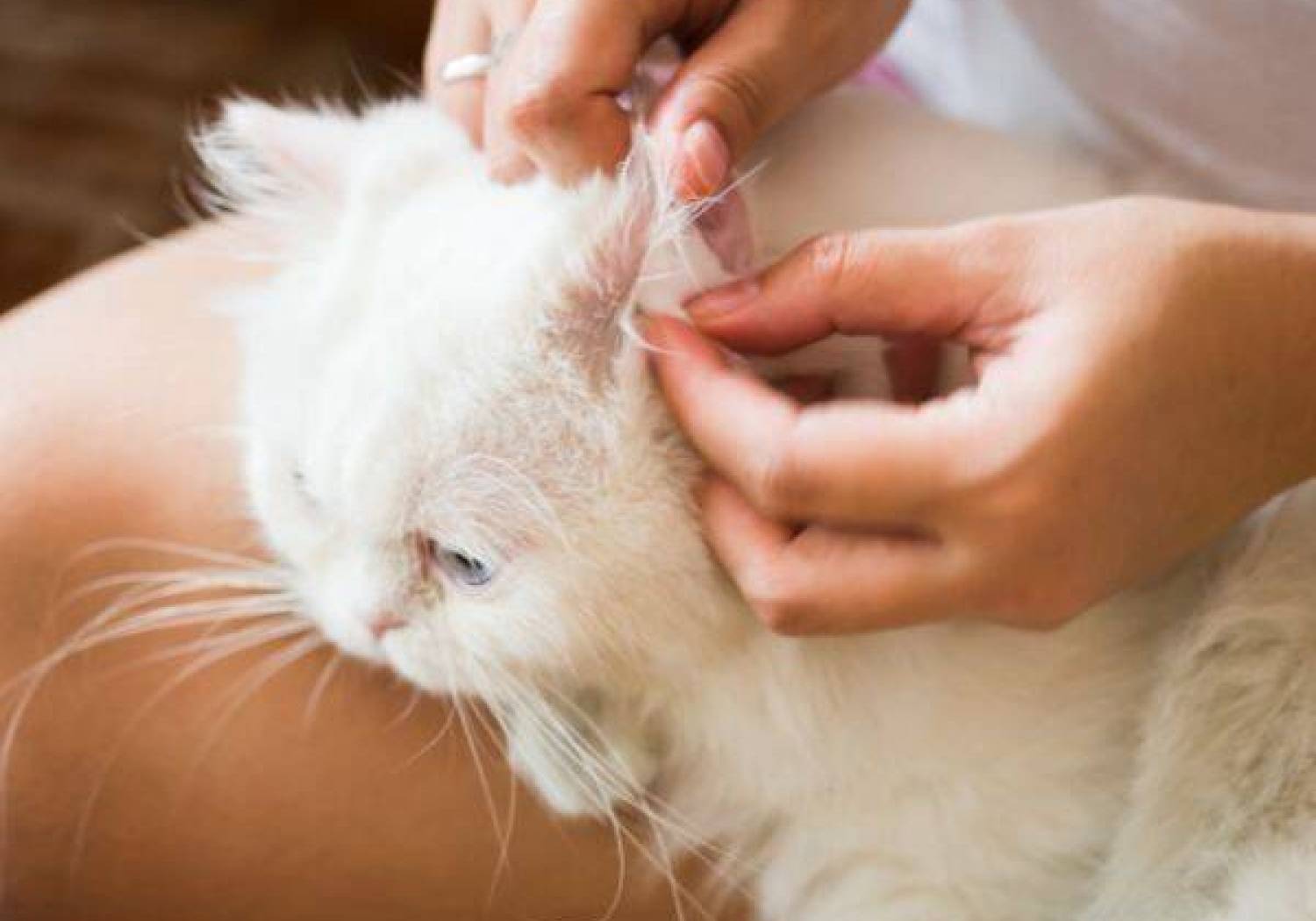 Jak zadbać o higienę kota – poradnik dla właścicieli